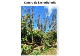 Cancro de Lasiodiplodia
 