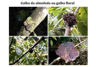 Galha da almofada ou galha floral
 