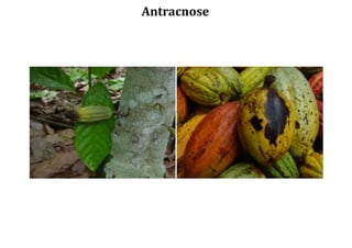 Antracnose
 
