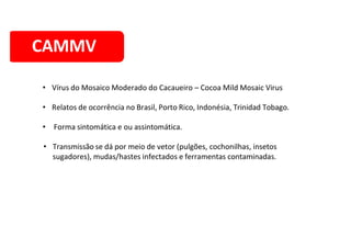 CAMMV
• Vírus do Mosaico Moderado do Cacaueiro – Cocoa Mild Mosaic Virus
• Relatos de ocorrência no Brasil, Porto Rico, Indonésia, Trinidad Tobago.
• Forma sintomática e ou assintomática.
• Transmissão se dá por meio de vetor (pulgões, cochonilhas, insetos
sugadores), mudas/hastes infectados e ferramentas contaminadas.
 
