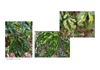 SINTOMAS - FOLHAS
Fotos: SOBRINHO, C. C. M., 2013.
 