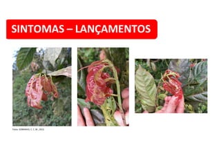 SINTOMAS – LANÇAMENTOS
Fotos: SOBRINHO, C. C. M., 2013.
 