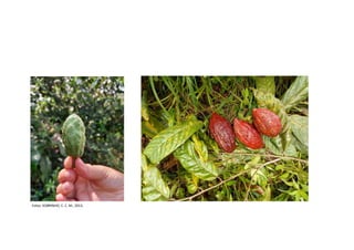 SINTOMAS - FRUTOS
Fotos: SOBRINHO, C. C. M., 2013.
 