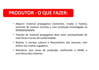 PRODUTOR - O QUE FAZER:
• Adquirir material propagativo (sementes, mudas e hastes),
somente de viveiros inscritos e com produção homologada no
RENASEM/MAPA.
• Trânsito de material propagativo deve estar acompanhado de
nota fiscal e termo de conformidade.
• Realizar o manejo cultural e fitossanitário das lavouras, com
ênfase nos insetos sugadores.
• Monitorar suas áreas de produção, notificando a ADAB, a
ocorrência dos sintomas.
 
