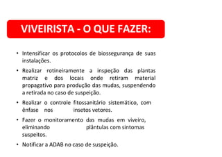 • Intensificar os protocolos de biossegurança de suas
instalações.
• Realizar rotineiramente a inspeção das plantas
matriz e dos locais onde retiram material
propagativo para produção das mudas, suspendendo
a retirada no caso de suspeição.
• Realizar o controle fitossanitário sistemático, com
ênfase nos insetos vetores.
• Fazer o monitoramento das mudas em viveiro,
eliminando plântulas com sintomas
suspeitos.
• Notificar a ADAB no caso de suspeição.
VIVEIRISTA - O QUE FAZER:
 