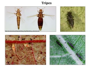 Tripes
 