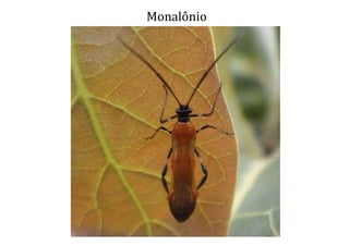 Monalônio
 