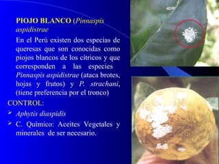 MIP CITRICOS XI FESTIVAL DE LA NARANJA.ppt