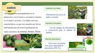 CONTROL BIOLÓGICO
CONTROL ETOLÓGICO
CONTROL CULTURAL
Trichogramma pintoi
Uso de trampas de alimentación
u oviposición para la captura de
adultos.
Eliminación de restos de
poda o cosecha
Telonomus alsophilae
tiene gran capacidad de
parasitismo (98,1%).
Las infestaciones principalmente en la
primavera y en el verano y son menos comunes
en el otoño e invierno.. Los daños son muy
característicos, ya que son causados por larvas
individuales que devoran el parénquima en
zonas circulares, de ramitas, brotes, flores
y frutos
 