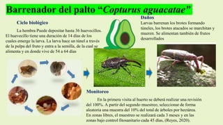Barrenador del palto “Copturus aguacatae”
Daños
Larvas barrenan los brotes formando
túneles, los brotes atacados se marchitan y
mueren. Se alimentan también de frutos
desarrollados
Ciclo biológico
La hembra Puede depositar hasta 36 huevecillos.
El huevecillo tiene una duración de 14 días de los
cuales emerge la larva. La larva hace un túnel a través
de la pulpa del fruto y entra a la semilla, de la cual se
alimenta y en donde vive de 54 a 64 días
Monitoreo
En la primera visita al huerto se deberá realizar una revisión
del 100%. A partir del segundo muestreo, seleccionar de forma
aleatoria una muestra del 10% del total de árboles por hectárea.
En zonas libres, el muestreo se realizará cada 3 meses y en las
zonas bajo control fitosanitario cada 45 días, (Reyes, 2020).
 
