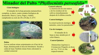Minador del Palto “Phyllocnistis perseafolia”
Daños
Larvas realizan minas serpenteantes en el haz de las
hojas, disminuyendo el área de fotosíntesis. Secado y
caída de hojas También minan frutos afectando la
calidad comercial
Control cultural.
La destrucción de esta maleza
y de los residuos de los
cultivos inmediatamente
después de la última cosecha
Control biológico
la conservación de enemigos
naturales, como los parasitoides
Control Químico
Abamectina (Agrimec) y
Ciromacyna (Trigard), en dosis
de 5.4 y 75 G I.A./Ha
respectivamente
Ciclo biológico
El minador de la hoja presenta metamorfosis
completa, es decir, cuatro estados biológicos de
desarrollo: Huevo, Larva, Pupa y Adulto,
cumpliendo su ciclo de 20 a 28 días A 25˚C
Uso de trampas.
El minador de la
hoja es muy atraído por el
color blanco,
 