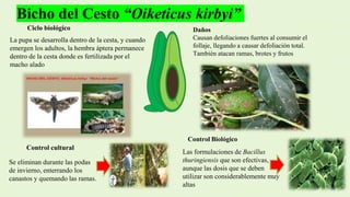 Bicho del Cesto “Oiketicus kirbyi”
Daños
Causan defoliaciones fuertes al consumir el
follaje, llegando a causar defoliación total.
También atacan ramas, brotes y frutos
Control Biológico
Ciclo biológico
La pupa se desarrolla dentro de la cesta, y cuando
emergen los adultos, la hembra áptera permanece
dentro de la cesta donde es fertilizada por el
macho alado
Control cultural
Se eliminan durante las podas
de invierno, enterrando los
canastos y quemando las ramas.
Las formulaciones de Bacillus
thuringiensis que son efectivas,
aunque las dosis que se deben
utilizar son considerablemente muy
altas
 