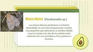 Mosca blanca (Paraleyrodes sp.)
Las moscas blancas pertenecen a la familia
Aleyrodidae, la cual está compuesta por insectos
muy pequeños que obtuvieron su nombre debido
a que el cuerpo y las alas de los adultos están
cubiertos con una cera blanca, fina y polvosa o
harinosa.
 