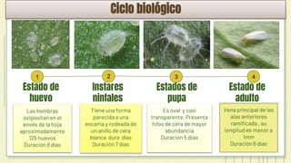 1
Estado de
huevo
Las hembras
ovipositan en el
envés de la hoja
aproximadamente
125 huevos
Duración 8 días
2
Instares
ninfales
Tiene una forma
parecida a una
escama y rodeada de
un anillo de cera
blanca dura días
Duración 7 días
3
Estados de
pupa
Es oval y casi
transparente. Presenta
hilos de cera de mayor
abundancia
Duracion 5 dias
2012
4
Estado de
adulto
Vena principal de las
alas anteriores
ramificada , su
longitud es menor a
1mm
Duración 6 días
2018
 