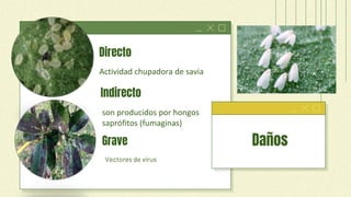 Directo
Actividad chupadora de savia
son producidos por hongos
saprófitos (fumaginas)
Vectores de virus
Grave Daños
Indirecto
 