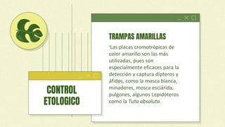 TRAMPAS AMARILLAS
“Las placas cromotrópicas de
color amarillo son las más
utilizadas, pues son
especialmente eficaces para la
detección y captura dípteros y
áfidos, como la mosca blanca,
minadores, mosca esciárida,
pulgones, algunos Lepidóteros
como la Tuta absoluta.
CONTROL
ETOLOGICO
 
