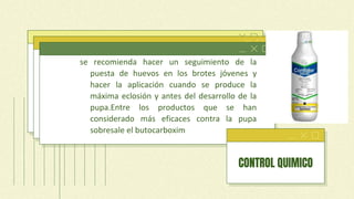 se recomienda hacer un seguimiento de la
puesta de huevos en los brotes jóvenes y
hacer la aplicación cuando se produce la
máxima eclosión y antes del desarrollo de la
pupa.Entre los productos que se han
considerado más eficaces contra la pupa
sobresale el butocarboxim
CONTROL QUIMICO
 
