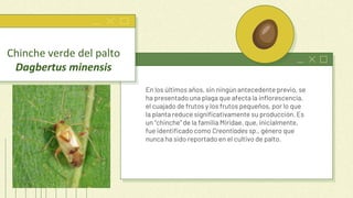 En los últimos años, sin ningún antecedente previo, se
ha presentado una plaga que afecta la inflorescencia,
el cuajado de frutos y los frutos pequeños, por lo que
la planta reduce significativamente su producción. Es
un “chinche” de la familia Miridae, que, inicialmente,
fue identificado como Creontiades sp., género que
nunca ha sido reportado en el cultivo de palto.
Chinche verde del palto
Dagbertus minensis
 