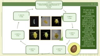 1. HUEVO
El huevo se encuentra incrustado en los botones
florales (endofítico); recién depositado, es
translúcido
14 Días
2. NINFA I
5 Días
3. NINFA II
3 días
4. NINFA III
3 días
5. NINFA IV
2 días
6. NINFA V
4 días
7. ADULTO
31 días
El color de las
ninfas varía de
amarillo
semitransparente,
en el primer
estadio, a verde
claro en el quinto
estadio. La forma
es semejante al
adulto, de
consistencia
delicada, cabeza
hipognata,
pequeña, de
forma triangular,
antenas filiformes
setiformes y
proboscis de
cuatro segmentos.
 