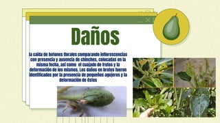 CREDITS: This presentation template
was created by Slidesgo, including
icons by Flaticon and infographics &
images by Freepik
Daños
la caída de botones florales comparando inflorescencias
con presencia y ausencia de chinches, colocadas en la
misma fecha, así como el cuajado de frutos y la
deformación de los mismos. Los daños en brotes fueron
identificados por la presencia de pequeños agujeros y la
deformación de éstos
 