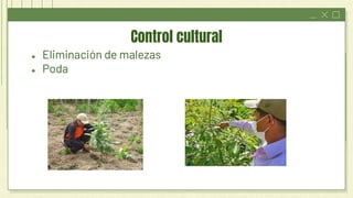 ● Eliminación de malezas
● Poda
Control cultural
 