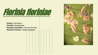 Fiorinia fioriniae
•Orden: Hemíptero
•Familia: Diaspididae
•Nombre Científico: Fiorinia fioriniae
•Nombre Común: Lapilla alargada
 