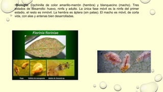 •Biología: Cochinilla de color amarillo-marrón (hembra) y blanquecino (macho). Tres
estados de desarrollo: huevo, ninfa y adulto. La única fase móvil es la ninfa del primer
estadio, el resto es inmóvil. La hembra es áptera (sin patas). El macho es móvil, de corta
vida, con alas y antenas bien desarrolladas.
 