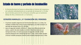 Estado de huevo y periodo de incubación:
• En fiorinia fioriniae los huevos se desarrollan al interior de la queresa y
van saliendo individualmente en un periodo de tiempo de 5 a 15 días
• Que la hembra pone de 10 a 16 huevos amarillos que se mantienen
debajo de ella y eclosiona de 1 a 3 semanas
ESTADÍOS NINFALES I, II Y DURACIÓN DEL PERIODO:
• El primer estadío migrante de Fiorinia fioriniae dura 1 a 2 días, los
estadíos ninfales fijos entre la fase sedentaria y la ninfa II tienen un
periodo de tiempo entre 15 y 30 días
• para el segundo estadío ninfal en F. theae una diferenciación de
sexos, a partir de este estadío, la ninfa II (hembra) demora un
tiempo de 6 días. En tanto que para el segundo estadío ninfal
(macho) después de la alimentación de 11 días, estas ninfas mudan
al tercer estadio prepupa (macho) este estado prepupal dura 5 días
 