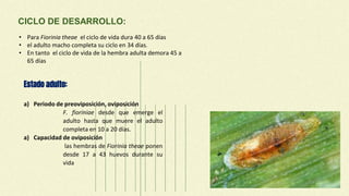 Estado adulto:
• Para Fiorinia theae el ciclo de vida dura 40 a 65 días
• el adulto macho completa su ciclo en 34 días.
• En tanto el ciclo de vida de la hembra adulta demora 45 a
65 días
CICLO DE DESARROLLO:
a) Periodo de preoviposición, oviposición
F. fioriniae desde que emerge el
adulto hasta que muere el adulto
completa en 10 a 20 días.
a) Capacidad de oviposición
las hembras de Fiorinia theae ponen
desde 17 a 43 huevos durante su
vida
 