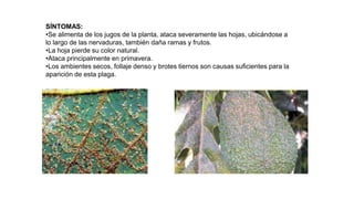 SÍNTOMAS:
•Se alimenta de los jugos de la planta, ataca severamente las hojas, ubicándose a
lo largo de las nervaduras, también daña ramas y frutos.
•La hoja pierde su color natural.
•Ataca principalmente en primavera.
•Los ambientes secos, follaje denso y brotes tiernos son causas suficientes para la
aparición de esta plaga.
 