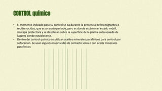 CONTROL químico
• El momento indicado para su control se da durante la presencia de los migrantes o
recién nacidos, que es un corto periodo, pero es donde están en el estado móvil,
sin capa protectora y se desplazan sobre la superficie de la planta en búsqueda de
lugares donde establecerse.
• Dentro del control químico se utilizan aceites minerales parafínicos para control por
sofocación. Se usan algunos insecticidas de contacto solos o con aceite minerales
parafínicos
 