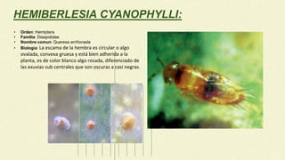 HEMIBERLESIA CYANOPHYLLI:
• Orden: Hemiptera
• Familia: Diaspididae
• Nombre comun: Queresa arriñonada
• Biologia: La escama de la hembra es circular o algo
ovalada, convexa gruesa y está bien adherida a la
planta, es de color blanco algo rosada, diferenciado de
las exuvias sub centrales que son oscuras a casi negras.
 