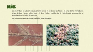 DAÑOS
Los individuos se ubican exclusivamente sobre el envés de las hojas a lo largo de las nervaduras,
dispersándose luego sobre todo el área foliar, impidiendo la fotosíntesis, provocando el
amarillamiento y caída de las hojas.
No causa mucha secreción de mielecilla ni de fumagina.
 
