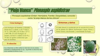 “Piojo Blanco” Pinnaspis aspidistrae
Pinnaspis aspidistrae (Orden: Hemíptera, Familia: Diaspididae), conocido
como “el piojo blanco de los cítricos”
ciclo biológico de hembras, evaluadas
desde huevo a adulta, es de 75 días a
16 °C y 85% HR y de 55 días a 25° C
y 60% HR. El ciclo biológico en
machos, de huevo a adulto es de 45 y
34 días en iguales condiciones que
para las hembras.
El daño directo es producido por la succión de la savia
de las plantas Se adhiere fuertemente a hojas, flores y
brotes tiernos, decolorando y marchitando las hojas.
Síntomas y daños
Ciclo biológico
Las evaluaciones se debe realizar en intervalos de una semana,
realizando un desplazamiento en zig – zag donde se selecciona una
cierta cantidad de árboles al azar.
Evaluación
 