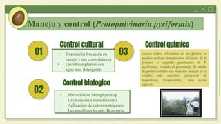 Control cultural
01 • Evaluación frecuente en
campo y sus controladores
• Lavado de plantas con
agua más detergente.
03
02 • liberación de Metaphycus sp.,
Cryptolaemus monstruozieri
• Aplicación de entomopatógenos:
Lecanicillium lecanii, Beauveria
Control quimico
Control biologico
Manejo y control (Protopulvinaria pyriformis)
causan daños relevantes en las plantas se
pueden realizar tratamientos al inicio de la
primera o segunda generación de P.
pyriformis, cuando el porcentaje de ninfas
de primer estadio sea máximo porque es el
estadío más sensible aplicación de
buprofezin, Piriproxifen,.. más aceite
agrícola
 