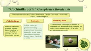 “Cochinilla perla” Ceroplastes floridensis
Pinnaspis aspidistrae (Orden: Hemíptera, Familia:Coccidae ), conocido
como “Cochinilla perla”
Esta especie tarda en
promedio unos 100
días en completar su
ciclo a 27-30 ºC. Se
presentan solo dos
generaciones por año
El daño directo es causado por la inserción de
estiletes durante la alimentación de las ninfas, que
pueden causar caída prematura de las hojas y en
las ramitas muerte regresiva.
Síntomas y daños
Ciclo biológico
Se debe realizar un
muestreo sistemático,
Teniendo en cuenta la escala
de daño y el tipo de muestreo
establecido, se debe llevar a
cabo muestreos mensuales
donde se registre el grado de
severidad
Evaluación
 