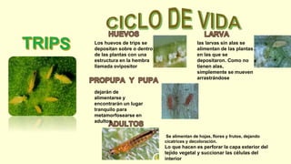 Los huevos de trips se
depositan sobre o dentro
de las plantas con una
estructura en la hembra
llamada ovipositor
las larvas sin alas se
alimentan de las plantas
en las que se
depositaron. Como no
tienen alas,
simplemente se mueven
arrastrándose
dejarán de
alimentarse y
encontrarán un lugar
tranquilo para
metamorfosearse en
adultos
Se alimentan de hojas, flores y frutos, dejando
cicatrices y decoloración.
Lo que hacen es perforar la capa exterior del
tejido vegetal y succionar las células del
interior
 