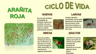 Con tan sólo 1/150 de
una pulgada de
diámetro, huevos son
invisibles a los seres
humanos. huevos más
viejos se vuelven
gradualmente amarilla.
cuerpos redondos
translúcidos, de seis patas
ligeramente más grandes
que los huevos. Justo
antes de la eclosión, se
desarrollan manchas de
ojos rojos.
tiene dos estadios
ninfales de entre los
que se alimentan, el
descanso y la muda. .
La primera etapa de
ninfa, protoninfa, es
menor que el
segundo, deutoninfa.
mantienen los puntos
negros, que varían en
tamaño, ya que están
causadas por
partículas de
alimentos en el tracto
digestivo de los
ácaros.
Ocho patas
 