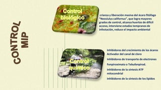 crianza y liberación masiva del ácaro fitófago
“Neosiulus californus”, que logra mayores
grados de control, alcanza huertos de difícil
acceso, interviene estados tempranos de
infestación, reduce el impacto ambiental
Inhibidores del crecimiento de los ácaros
Activador del canal de cloro
Inhibidores de transporte de electrones
Fenpiroximato o Tebufenpirad.
Inhibidores de la síntesis ATP
mitocondrial
Inhibidores de la síntesis de los lípidos
 