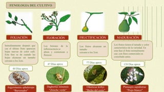 FOLIACIÓN FLORACIÓN FRUCTIFICACIÓN MADURACIÓN
Inmediatamente después que
cae el último fruto aparecen
hojas nuevas de color café.
Esta fase se da cuando las
hojas alcanzan un tamaño
cercano a los 2cm.
Los botones de la
inflorescencia se
abren y comienzan a
florecer.
Los frutos alcanzan un
tamaño
cercano a los 2cm.
Los frutos tienen el tamaño y color
característico de la variedad. En
esta fase el fruto normalmente
cae; con fines comerciales es
cosechado antes.
Dagbertus minensis
“chinche verde”
Oiketicus kirbyi
“Bicho del cesto”
Argyrotaenia sphaleropa
“Barrenador”
Pinnaspis aspidistrae
“Piojo blanco”
FENOLOGIA DEL CULTIVO
44 Días aprox.
47 Días aprox. 77 Días aprox.
138 Días aprox.
 