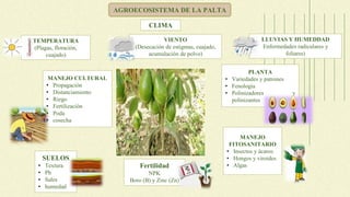 AGROECOSISTEMA DE LA PALTA
MANEJO CULTURAL
• Propagación
• Distanciamiento
• Riego
• Fertilización
• Poda
• cosecha
SUELOS
• Textura
• Ph
• Sales
• humedad
PLANTA
• Variedades y patrones
• Fenología
• Polinizadores y
polinizantes
Fertilidad
NPK
Boro (B) y Zinc (Zn)
MANEJO
FITOSANITARIO
• Insectos y ácaros
• Hongos y viroides
• Algas
TEMPERATURA
(Plagas, floración,
cuajado)
VIENTO
(Desecación de estigmas, cuajado,
acumulación de polvo)
LLUVIAS Y HUMEDDAD
Enfermedades radiculares y
foliares)
CLIMA
 