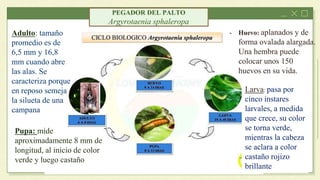 - Huevo: aplanados y de
forma ovalada alargada.
Una hembra puede
colocar unos 150
huevos en su vida.
Larva: pasa por
cinco instares
larvales, a medida
que crece, su color
se torna verde,
mientras la cabeza
se aclara a color
castaño rojizo
brillante
Pupa: mide
aproximadamente 8 mm de
longitud, al inicio de color
verde y luego castaño
Adulto: tamaño
promedio es de
6,5 mm y 16,8
mm cuando abre
las alas. Se
caracteriza porque
en reposo semeja
la silueta de una
campana
PEGADOR DEL PALTO
Argyrotaenia sphaleropa
 