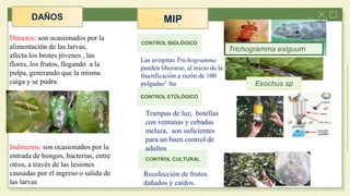 Directos: son ocasionados por la
alimentación de las larvas,
afecta los brotes jóvenes , las
flores, los frutos, llegando a la
pulpa, generando que la misma
caiga y se pudra
Indirectos: son ocasionados por la
entrada de hongos, bacterias, entre
otros, a través de las lesiones
causadas por el ingreso o salida de
las larvas
CONTROL BIOLÓGICO
Trichogramma exiguum
CONTROL ETOLÓGICO
Recolección de frutos
dañados y caídos.
CONTROL CULTURAL
Exochus sp
Trampas de luz, botellas
con ventanas y cebadas
melaza, son suficientes
para un buen control de
adultos
Las avispitas Trichogramma
pueden liberarse, al inicio de la
fructificación a razón de 100
pulgadas2 /ha
 