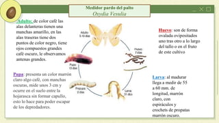 Medidor pardo del palto
Oxydia Vesulia
Huevo: son de forma
ovalada ovipositados
uno tras otro a lo largo
del tallo o en el fruto
de este cultivo
Larva: al madurar
llega a medir de 55
a 60 mm. de
longitud, marrón
claro, con
espiráculos y
crochets de propatas
marrón oscuro.
Pupa: presenta un color marrón
claro algo café, con manchas
oscuras, mide unos 3 cm y
ocurre en el suelo entre la
hojarasca sin formar capullo,
esto lo hace para poder escapar
de los depredadores.
Adulto: de color café las
alas delanteras tienen una
manchas amarillo, en las
alas traseras tiene dos
puntos de color negro, tiene
ojos compuestos grandes
café oscuro, le observamos
antenas grandes.
 