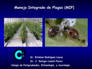 Manejo Integrado de Plagas (MIP)

Dr. Esteban Rodríguez Leyva
Dr. J. Refugio Lomeli Flores
Colegio de Postgraduados, Entomología y Acarología

 