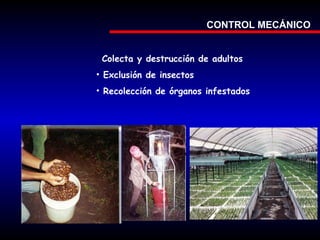 CONTROL MECÁNICO
Colecta y destrucción de adultos
• Exclusión de insectos
• Recolección de órganos infestados

 
