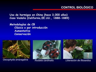 CONTROL BIOLÓGICO
Uso de hormigas en China (hace 3,000 años)
Caso Vedalia (California,EE.UU., 1888-1889)
Metodologías de CB
Clásico o por introducción
Aumentativo
Conservación

Oecophylla smaragdina

Rodalia cardinalis

Liberación de fitoseidos

 