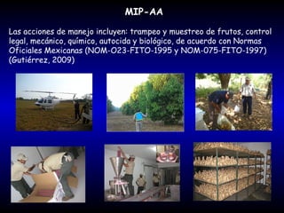 MIP-AA
Las acciones de manejo incluyen: trampeo y muestreo de frutos, control
legal, mecánico, químico, autocida y biológico, de acuerdo con Normas
Oficiales Mexicanas (NOM-O23-FITO-1995 y NOM-075-FITO-1997)
(Gutiérrez, 2009)

 
