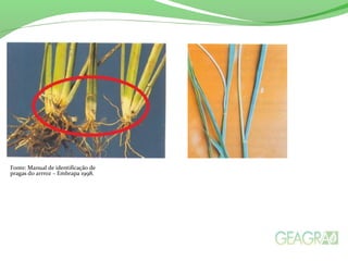 Fonte: Manual de identificação de
pragas do arrroz – Embrapa 1998.
 