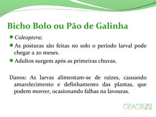 Coleoptera;
As posturas são feitas no solo o período larval pode
chegar a 20 meses.
Adultos surgem após as primeiras chuvas.
Danos: As larvas alimentam-se de raízes, causando
amarelecimento e definhamento das plantas, que
podem morrer, ocasionando falhas na lavouras.
Bicho Bolo ou Pão de Galinha
 